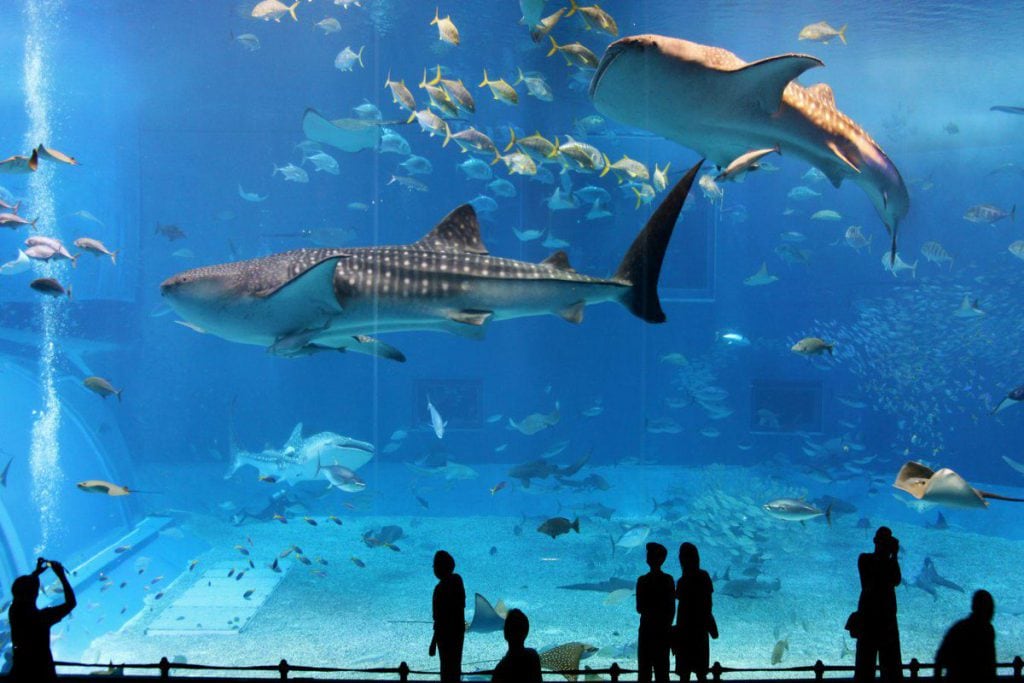 tour nha trang 3n2d- Theme travel