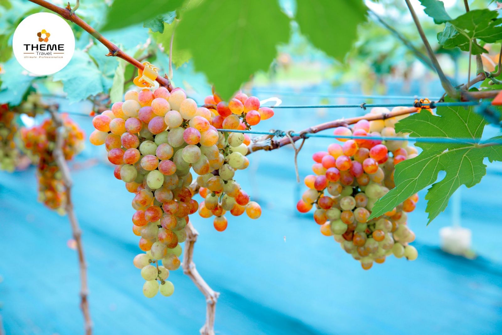 tour nha trang - tour học sinh